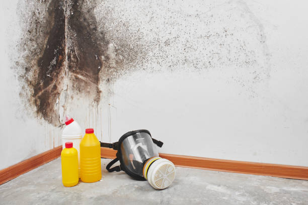 Best Emergency Mold Removal  in Sloan, IA