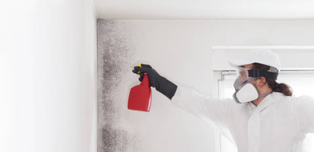 Best Black Mold Removal  in Sloan, IA
