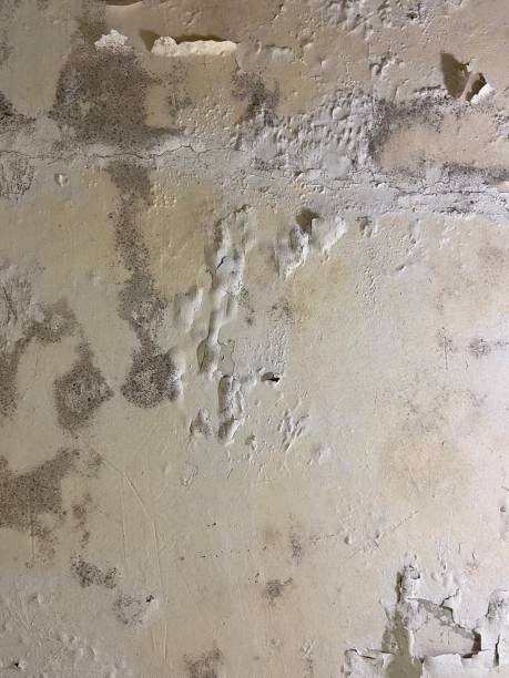 Best Professional Mold Removal  in Sloan, IA